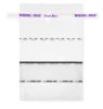 Picture of Whirl-Pak® Thio-Bags® Sterile Sampling Bags - B01601WA